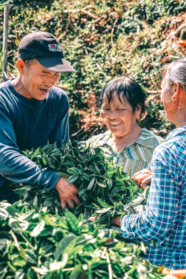 Tea farmers pick tea leaves for matcha production. /UpGuizhou