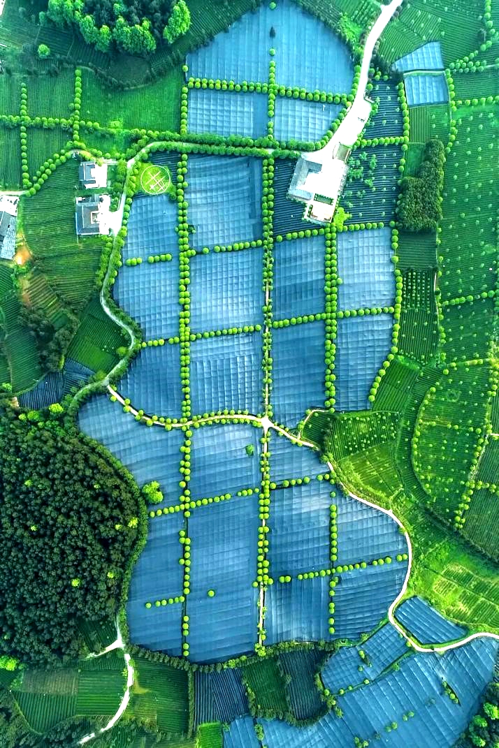 A shaded matcha raw material tea plantation is seen in Guizhou. /UpGuizhou