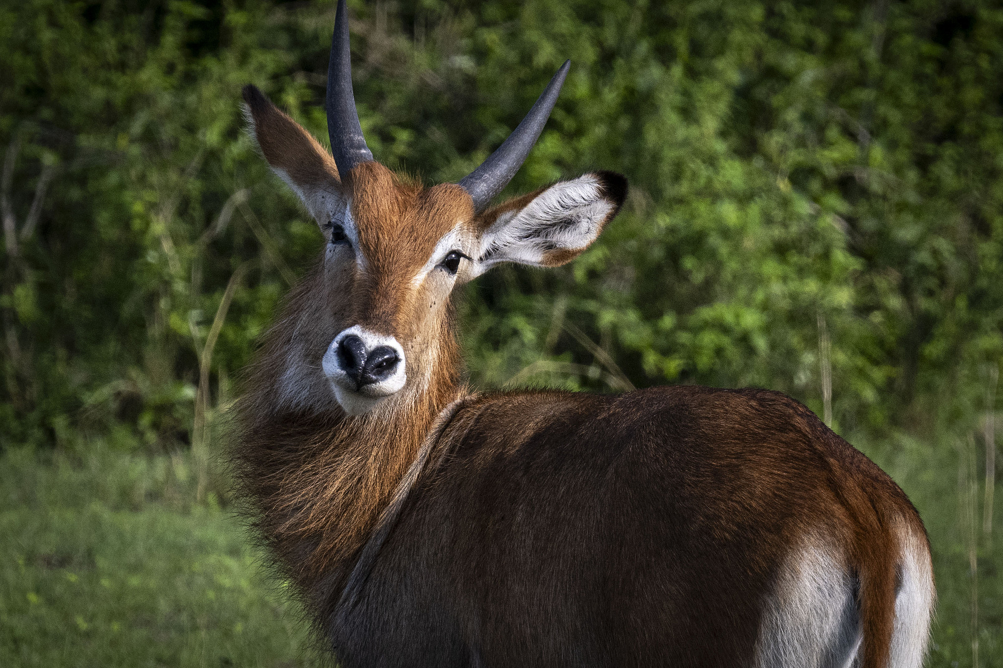 A waterbuck in Queen Elizabeth National Park in Uganda, September 26, 2023. /VCG