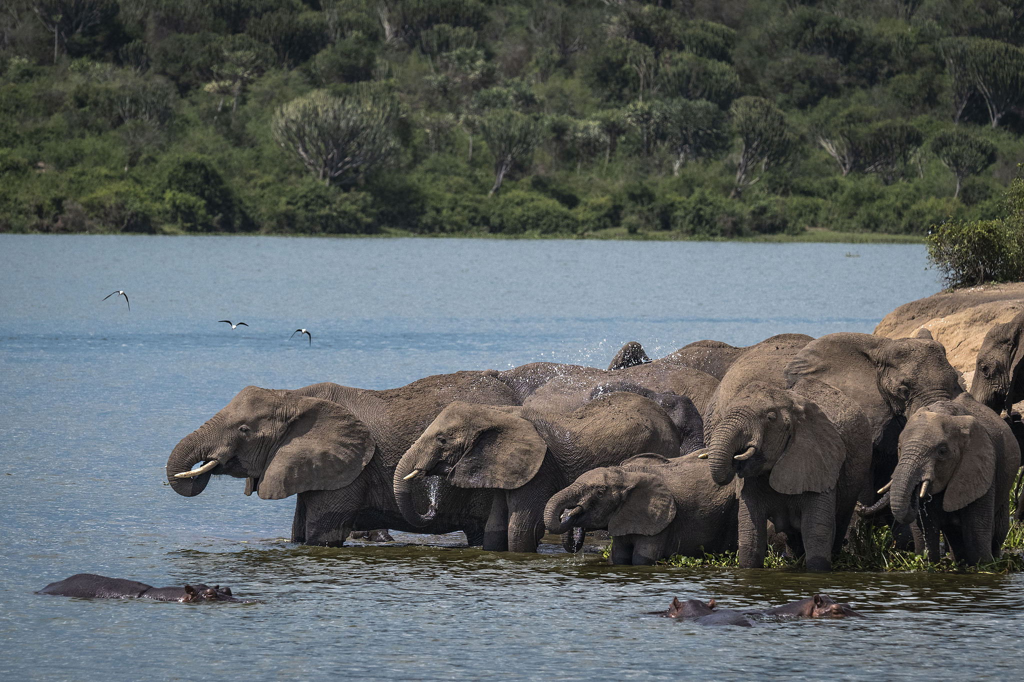 Elephants in Queen Elizabeth National Park in Uganda, September 26, 2023. /VCG