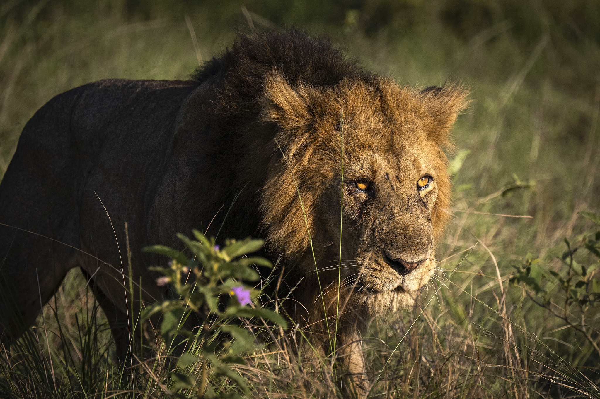 A lion roams Queen Elizabeth National Park in Uganda, September 26, 2023. /VCG