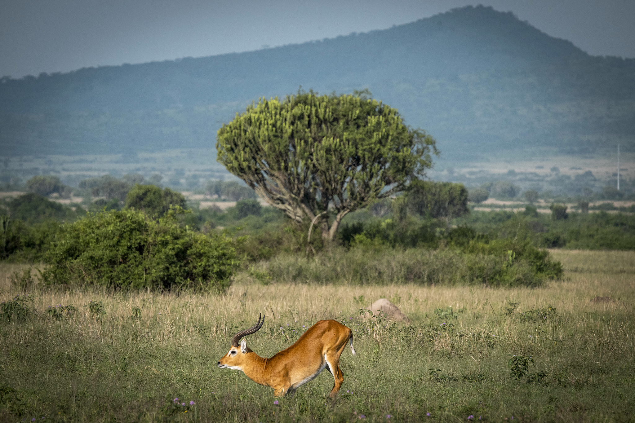 A Ugandan kob in Queen Elizabeth National Park in Uganda, September 26, 2023. /VCG