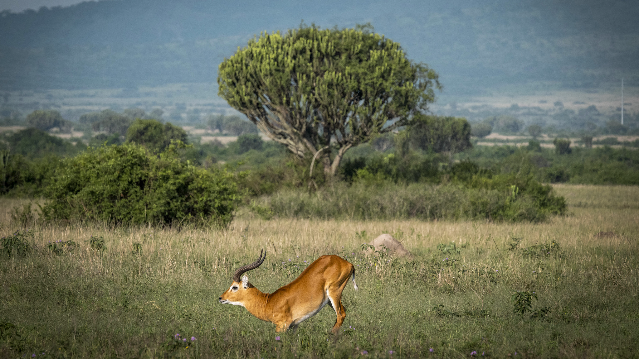 Uganda reports gains in key wildlife populations amid rising pressures