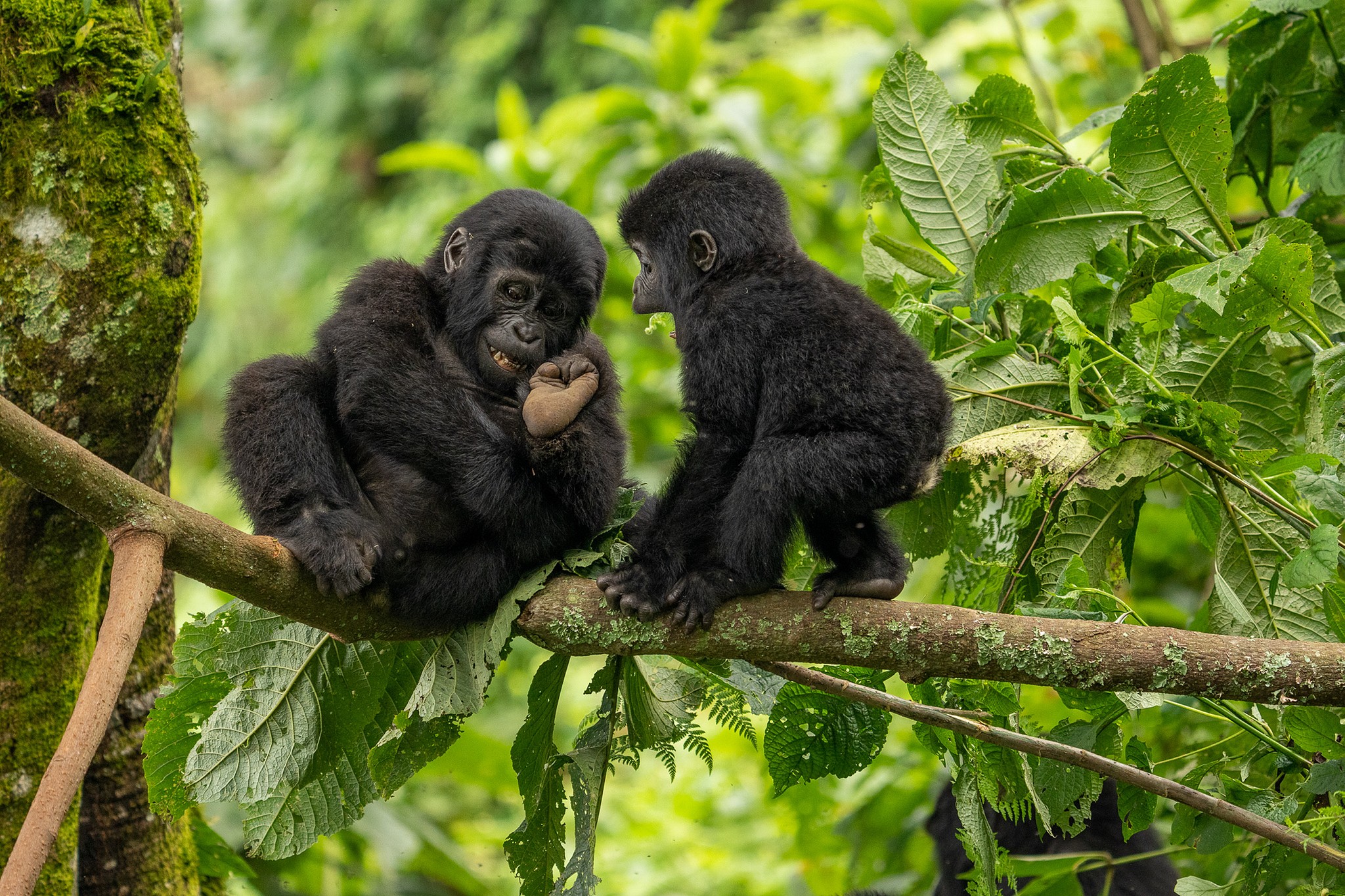 Playful gorilla brothers mess around on the branch of a tree at Bwindi Impenetrable Forest National Park, Uganda. /VCG