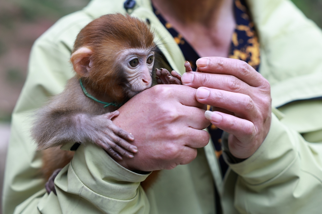 Hundreds of macaques form a popular attraction for tourists at Tongjing Scenic Area in Chongqing on April 23, 2026. 59-year-old Yang Yongliu, nicknamed the 