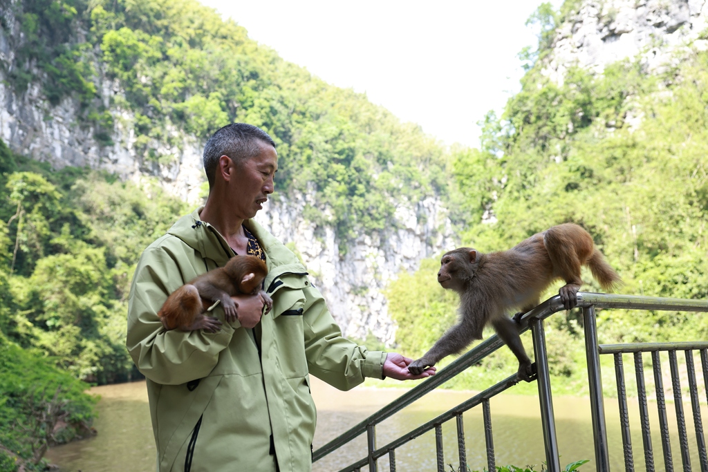 Hundreds of macaques form a popular attraction for tourists at Tongjing Scenic Area in Chongqing on April 23, 2026. 59-year-old Yang Yongliu, nicknamed the 