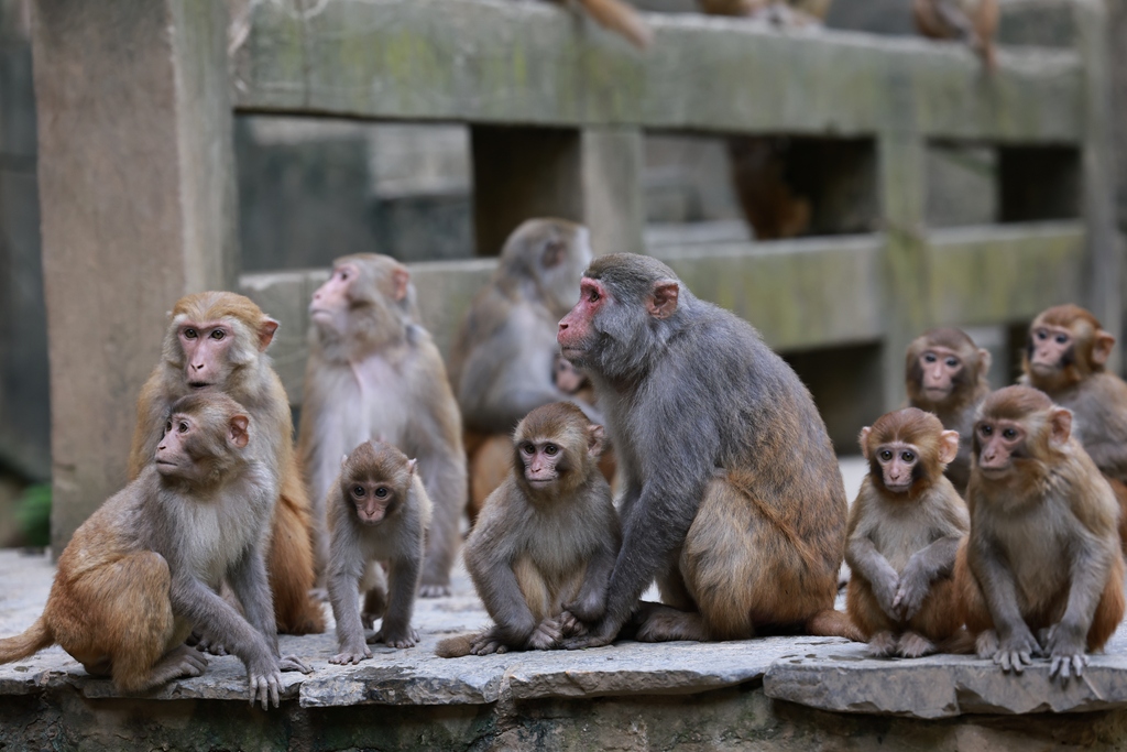 Hundreds of macaques form a popular attraction for tourists at Tongjing Scenic Area in Chongqing on April 23, 2026. 59-year-old Yang Yongliu, nicknamed the 