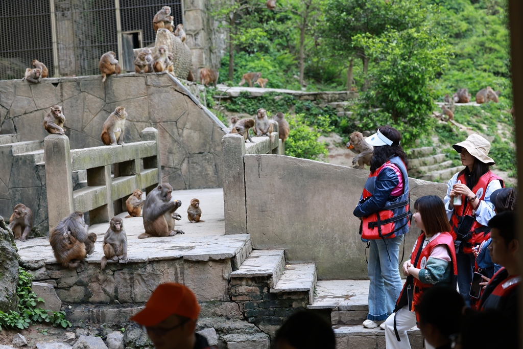 Hundreds of macaques form a popular attraction for tourists at Tongjing Scenic Area in Chongqing on April 23, 2026. 59-year-old Yang Yongliu, nicknamed the 
