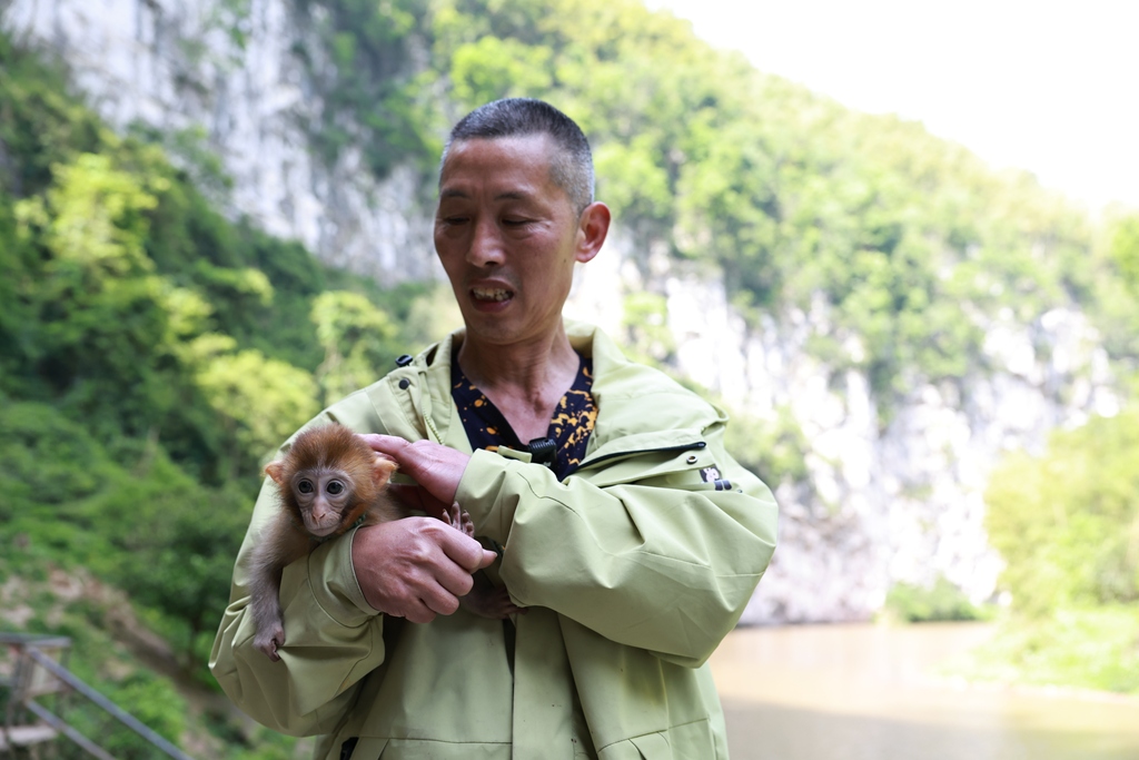 Hundreds of macaques form a popular attraction for tourists at Tongjing Scenic Area in Chongqing on April 23, 2026. 59-year-old Yang Yongliu, nicknamed the 