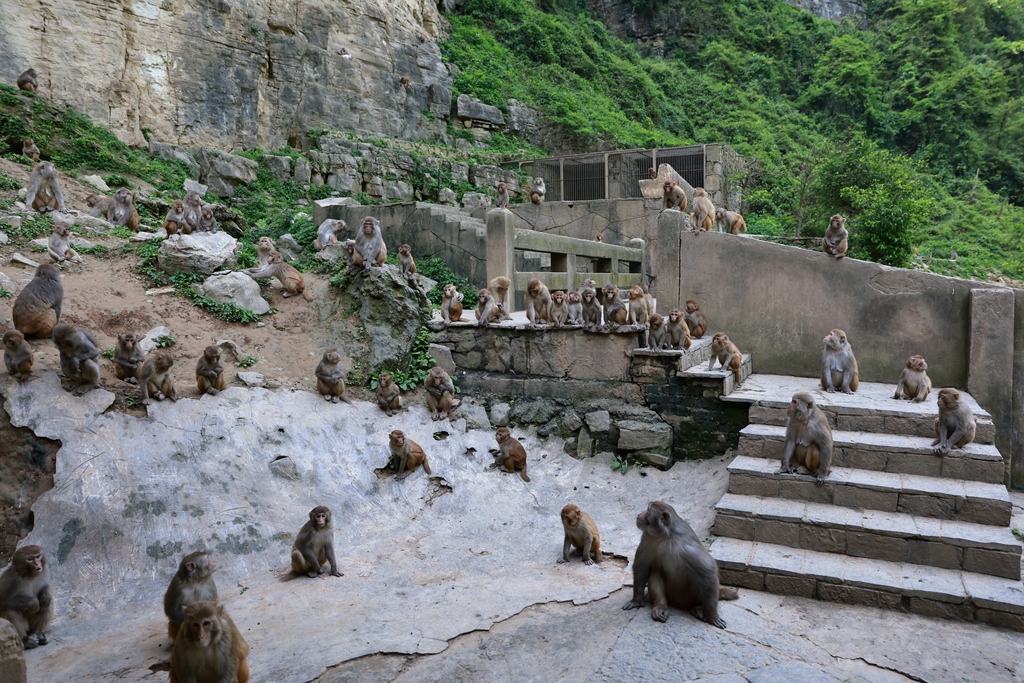 Hundreds of macaques form a popular attraction for tourists at Tongjing Scenic Area in Chongqing on April 23, 2026. 59-year-old Yang Yongliu, nicknamed the 