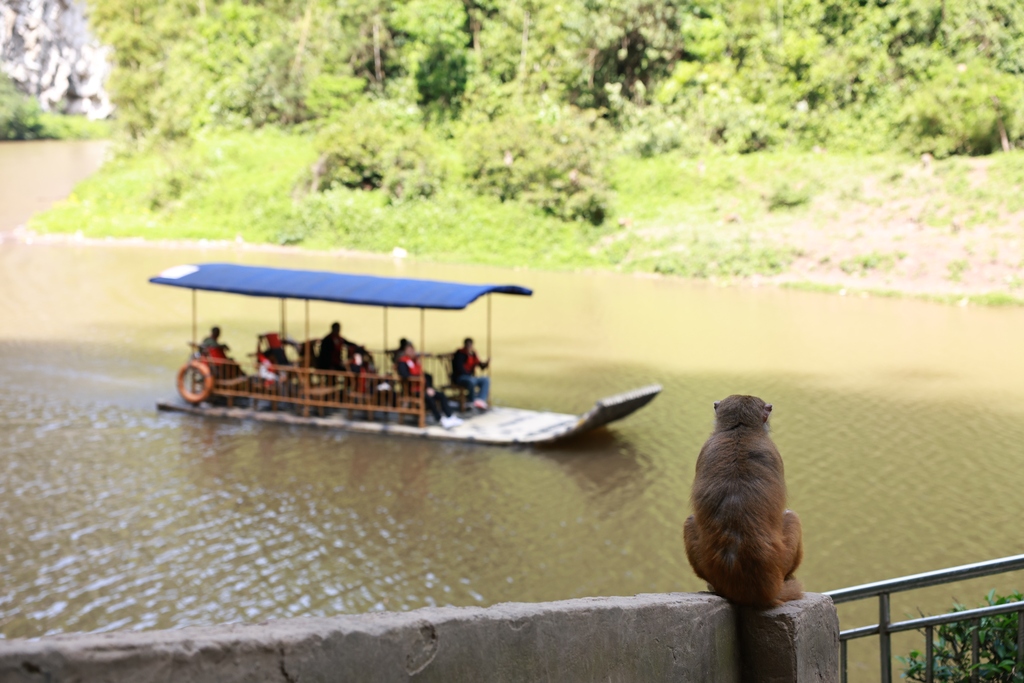 Hundreds of macaques form a popular attraction for tourists at Tongjing Scenic Area in Chongqing on April 23, 2026. 59-year-old Yang Yongliu, nicknamed the 