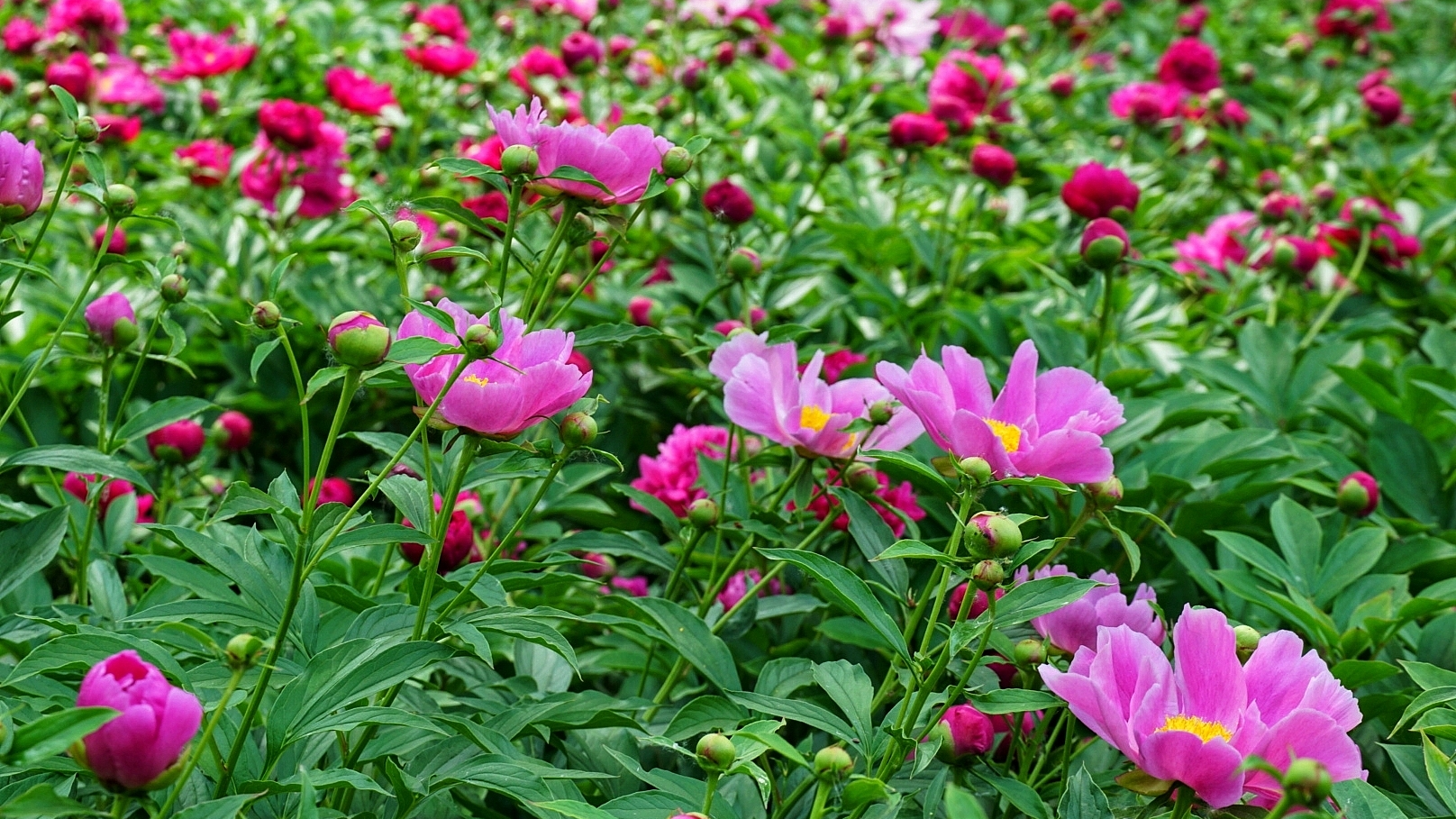 Watch: Peony splendor at the Tongzhou Grand Canal garden in Beijing, China