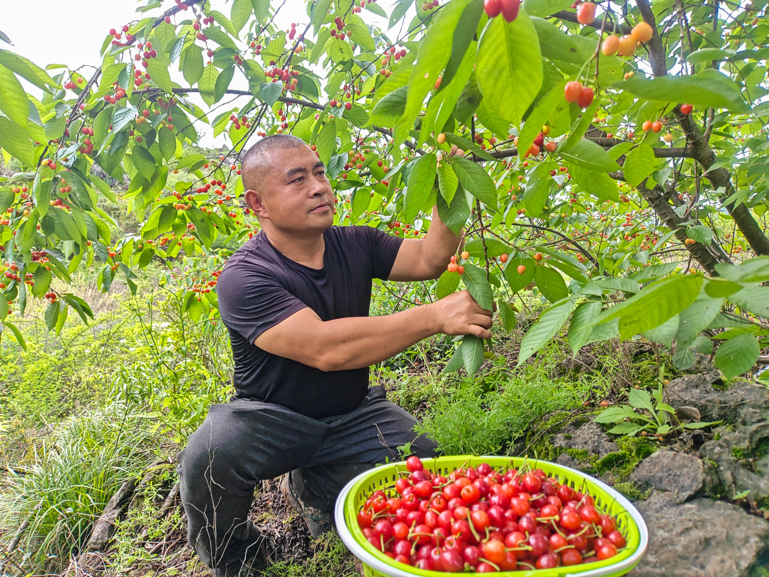 A farmer picks agate-red cherries in Langxi Town, Yinjiang Tujia and Miao Autonomous County, southwest China's Guizhou Province on April 23, 2026. /Tongren Media Convergence Center