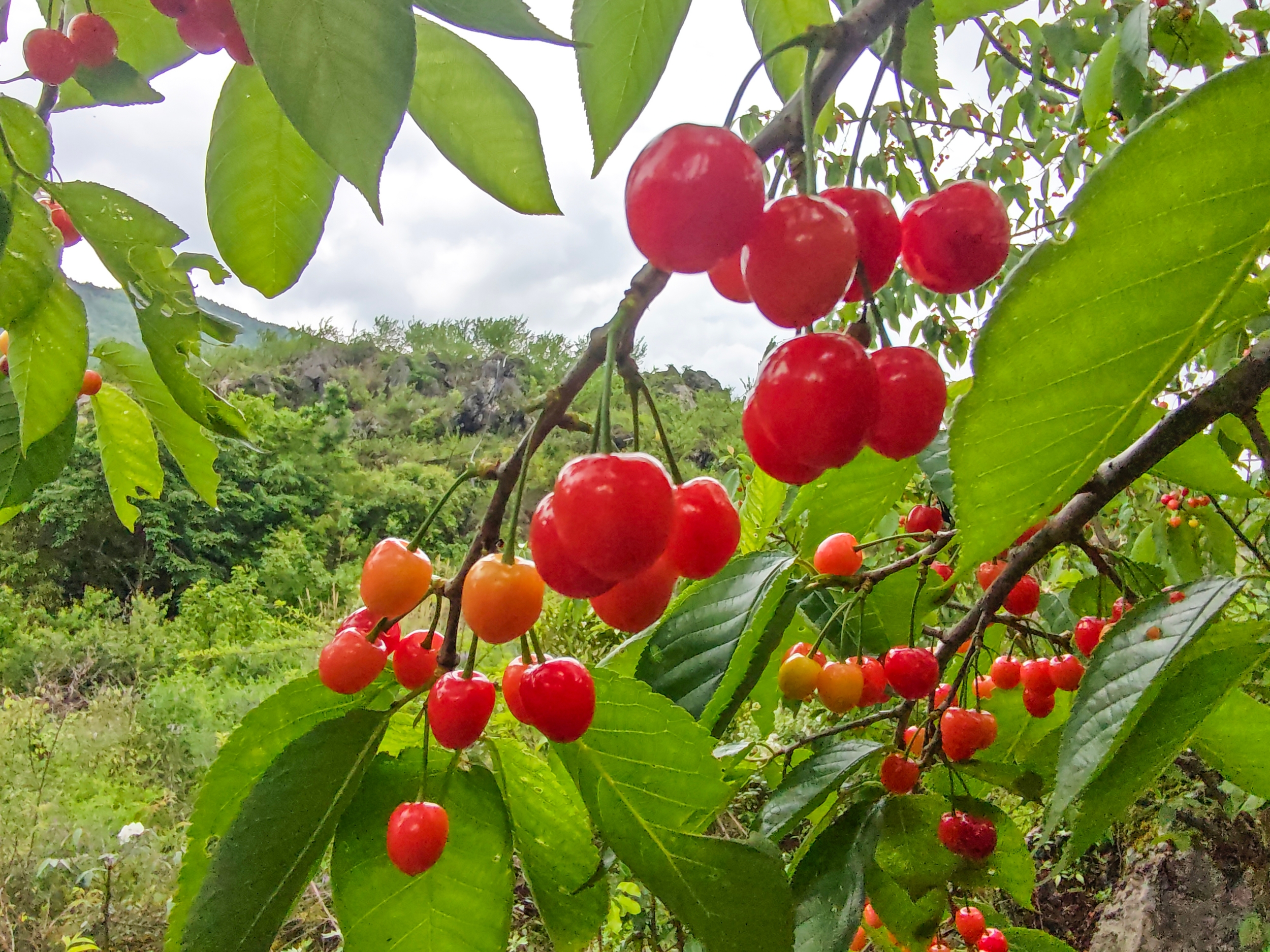 Agate-red cherries are seen in Langxi Town, Yinjiang Tujia and Miao Autonomous County, southwest China's Guizhou Province on April 23, 2026. /Tongren Media Convergence Center