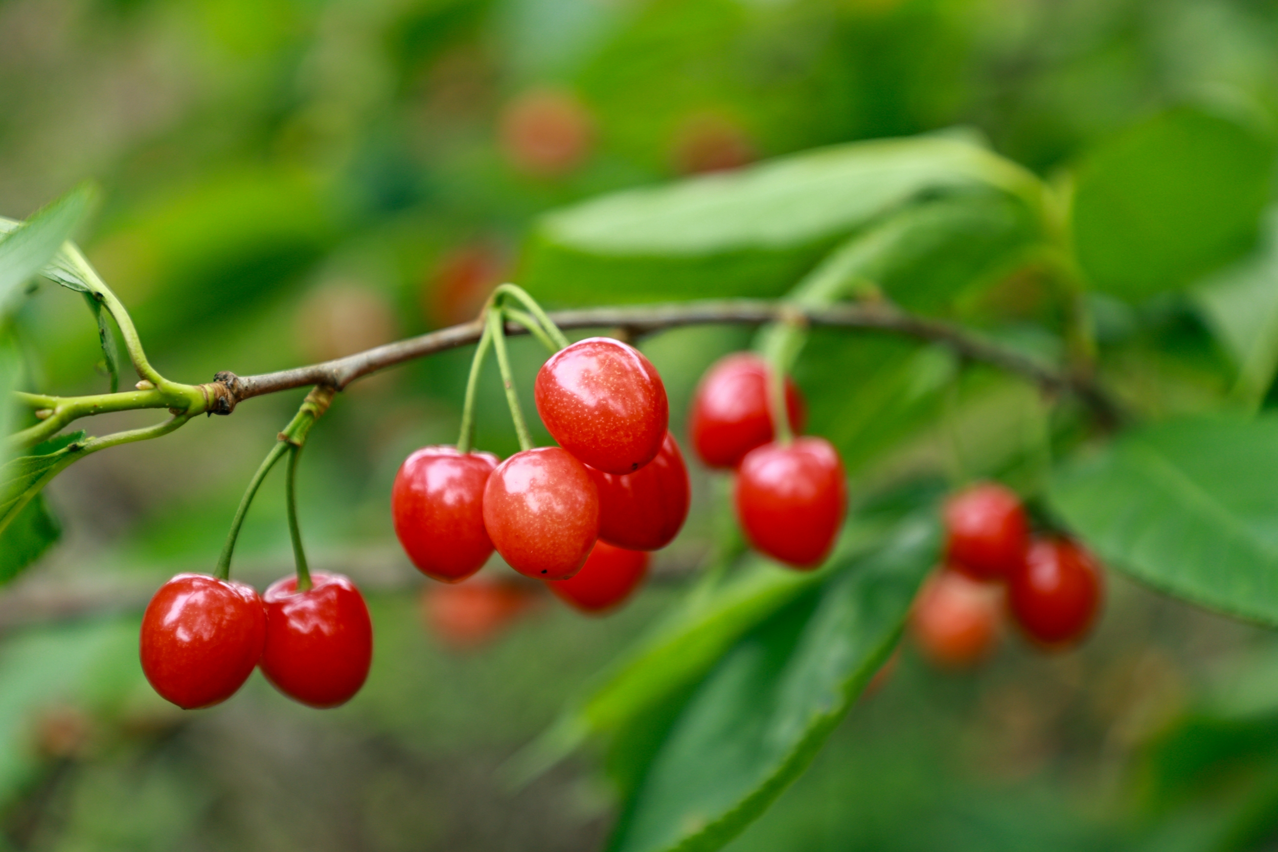 Agate-red cherries are seen in Langxi Town, Yinjiang Tujia and Miao Autonomous County, southwest China's Guizhou Province on April 23, 2026. /Tongren Media Convergence Center