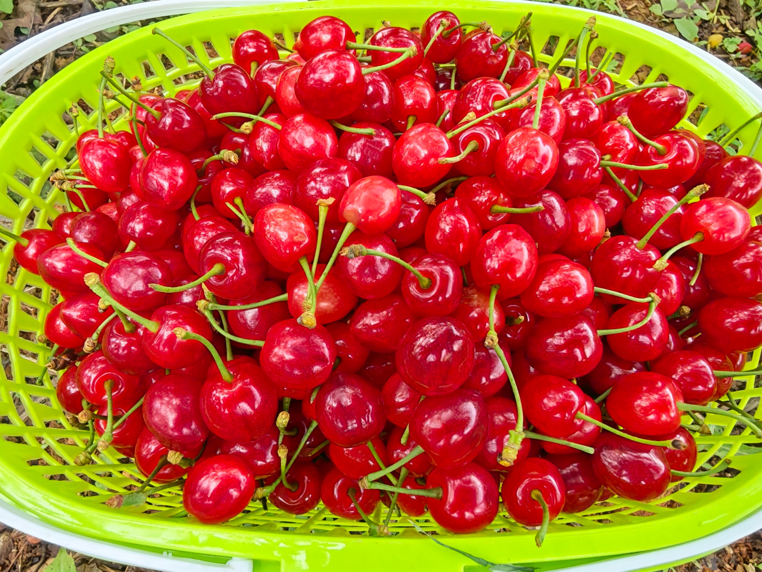 Agate-red cherries are seen in Langxi Town, Yinjiang Tujia and Miao Autonomous County, southwest China's Guizhou Province on April 23, 2026. /Tongren Media Convergence Center