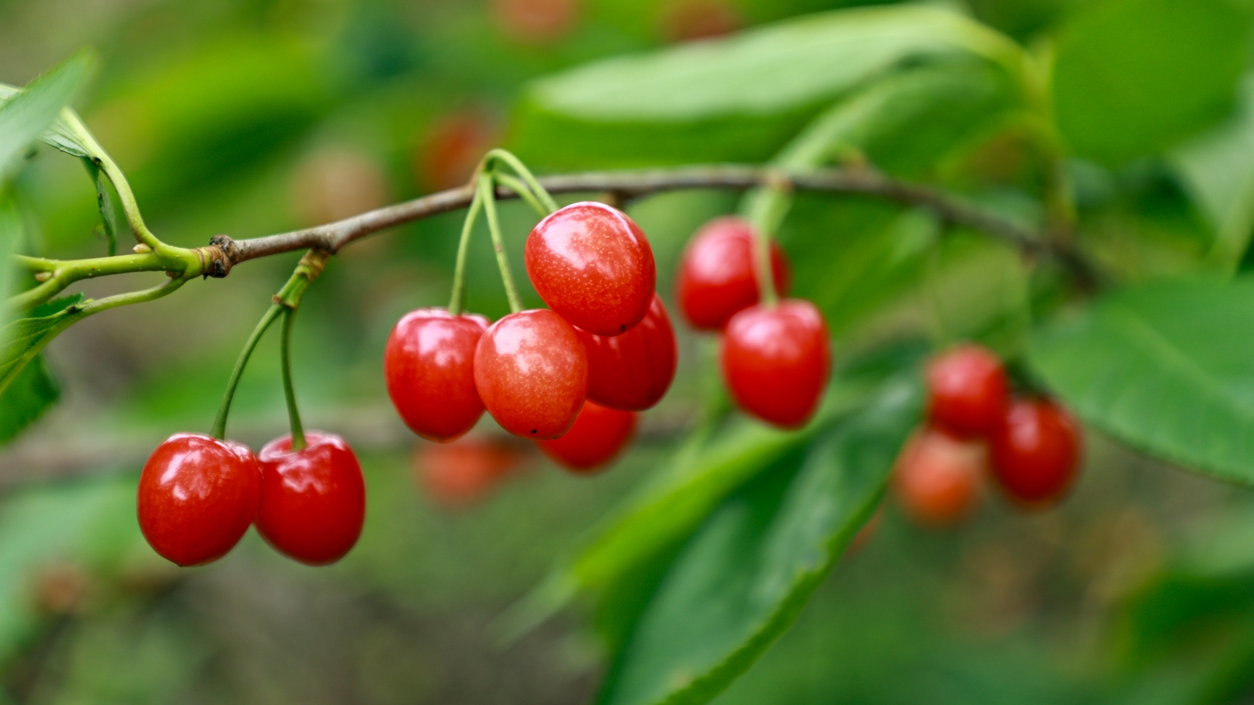 Once rocky land brings bumper cherry harvest in Guizhou