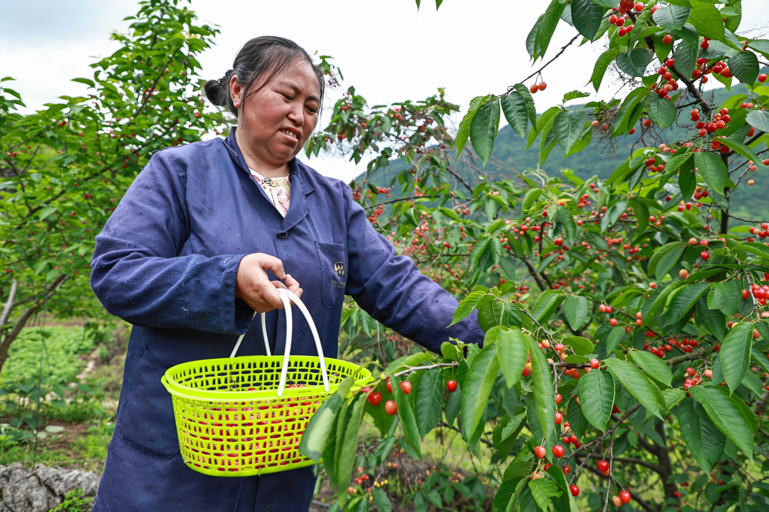 A farmer picks agate-red cherries in Langxi Town, Yinjiang Tujia and Miao Autonomous County, southwest China's Guizhou Province on April 23, 2026. /Tongren Media Convergence Center