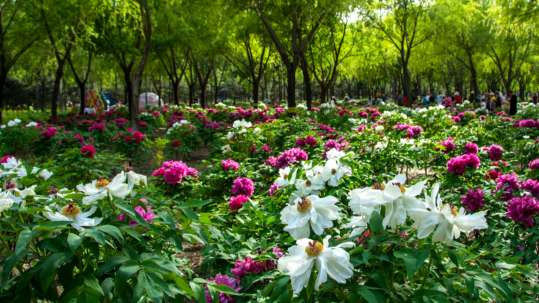 Watch: Peony splendor at the Tongzhou Grand Canal garden in Beijing, China – Ep. 2