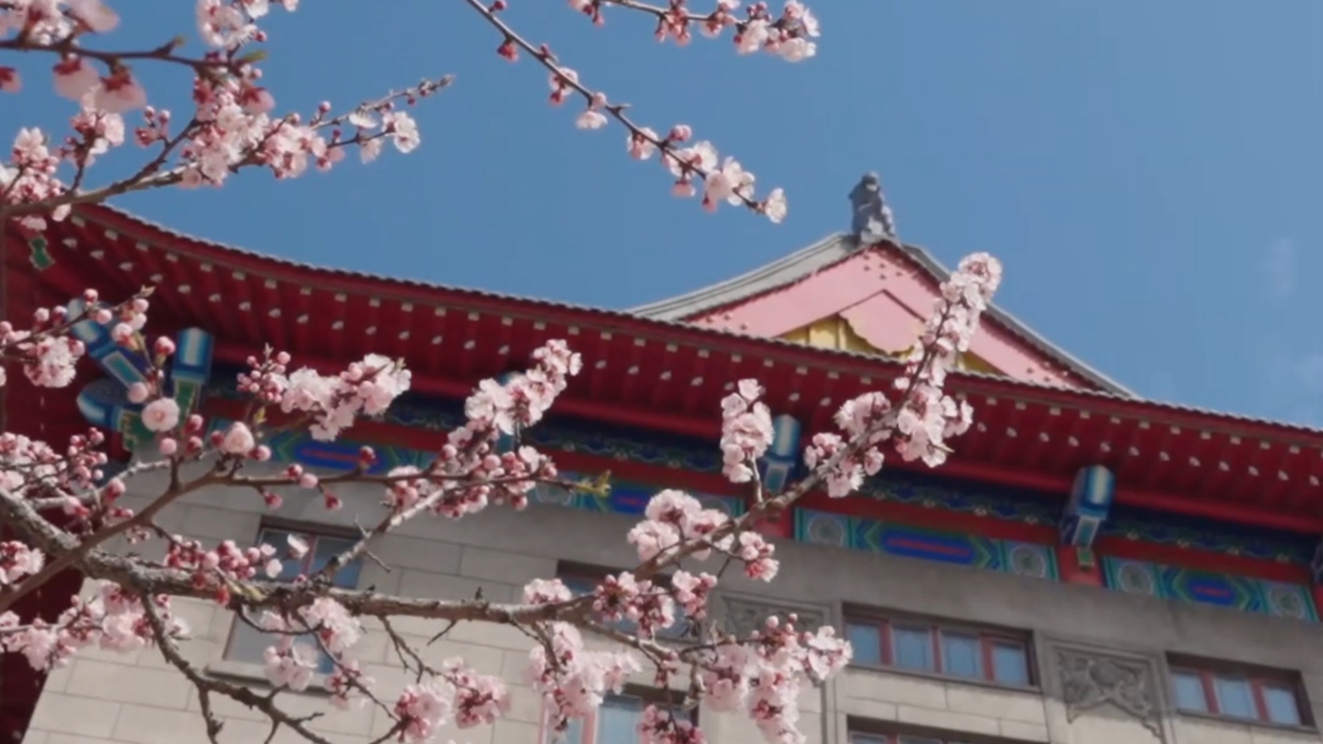 Apricot flowers bloom amid traditional architecture in Harbin