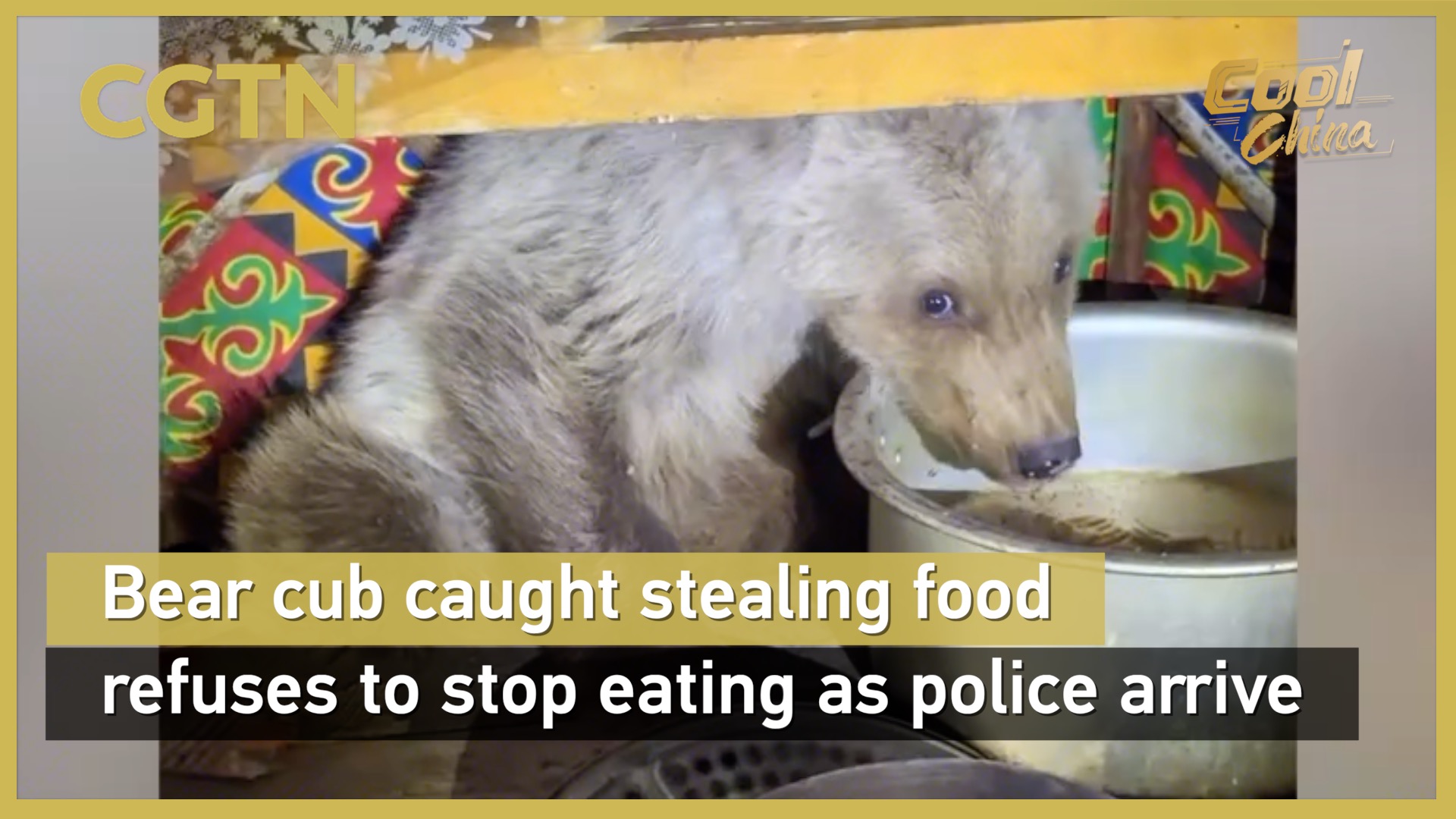 Bear cub caught stealing food refuses to stop eating as police arrive