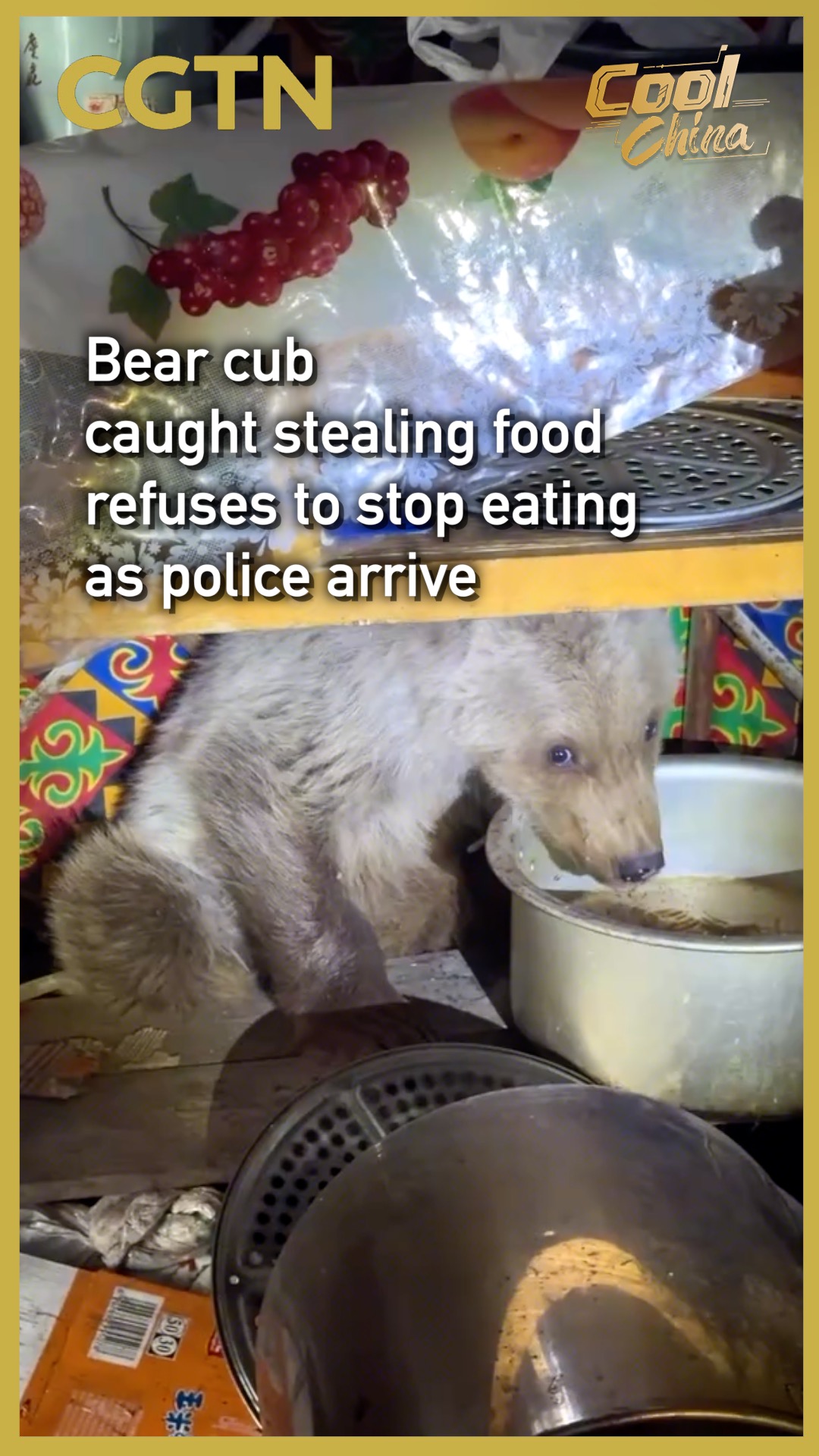 Bear cub caught stealing food refuses to stop eating as police arrive