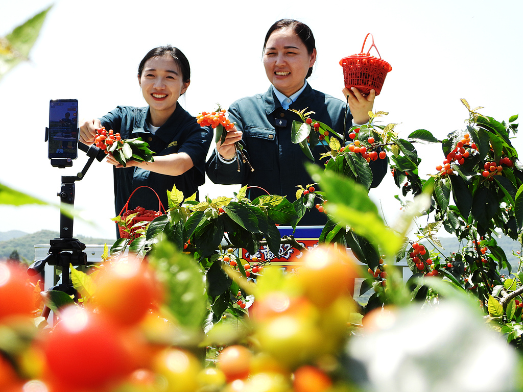 People harvest red cherries and sell them via livestreaming in Quxian County, Dazhou City in southwest China's Sichuan Province, April 17, 2026. /CFP