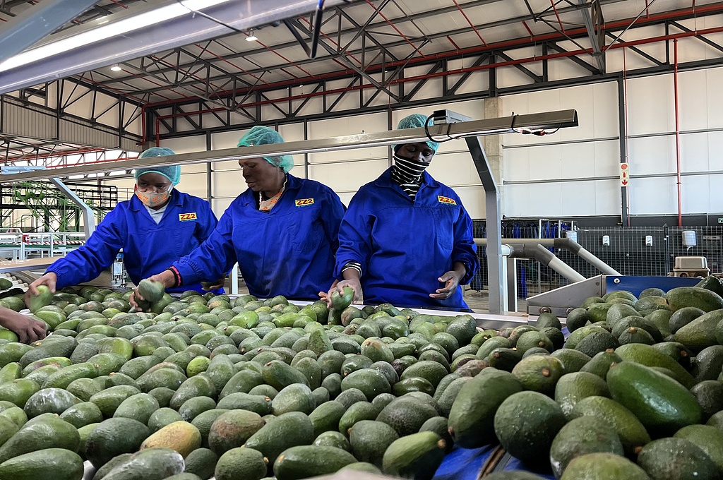 Workers are sifting avocados at a fresh avocado processing facility in Tzaneen, Limpopo Province, South Africa, June 12, 2025. /CFP