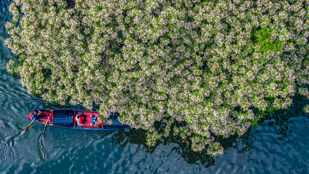 Chinaberry blossoms along a canal are seen from above in Shaoxing, Zhejiang Province on April 30, 2026. /VCG