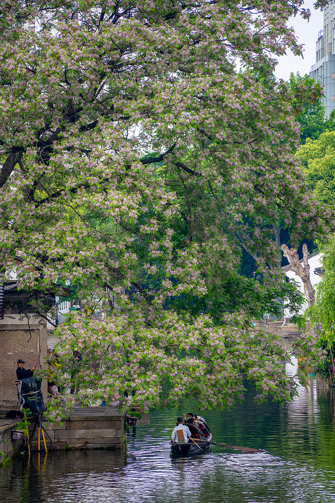 Chinaberry blossoms along a canal are seen from above in Shaoxing, Zhejiang Province on April 30, 2026. /VCG