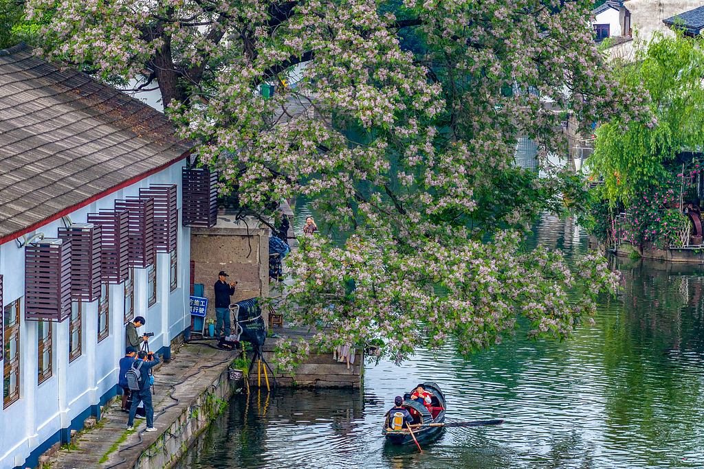 Chinaberry blossoms along a canal are seen from above in Shaoxing, Zhejiang Province on April 30, 2026. /VCG