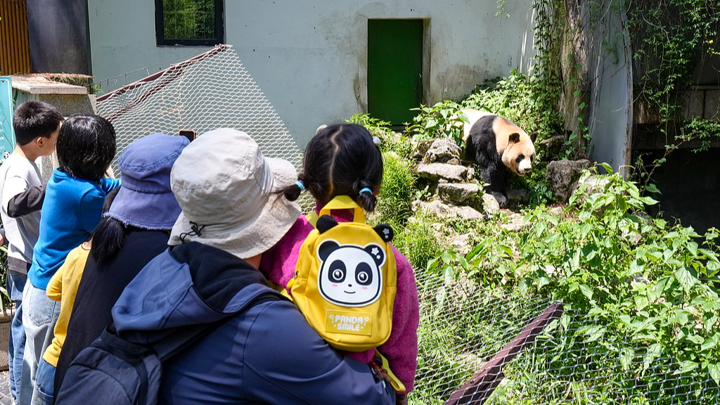 Parents and children watch a panda at a zoo in Anji City, east China's Zhejiang Province, April 30, 2026. /VCG