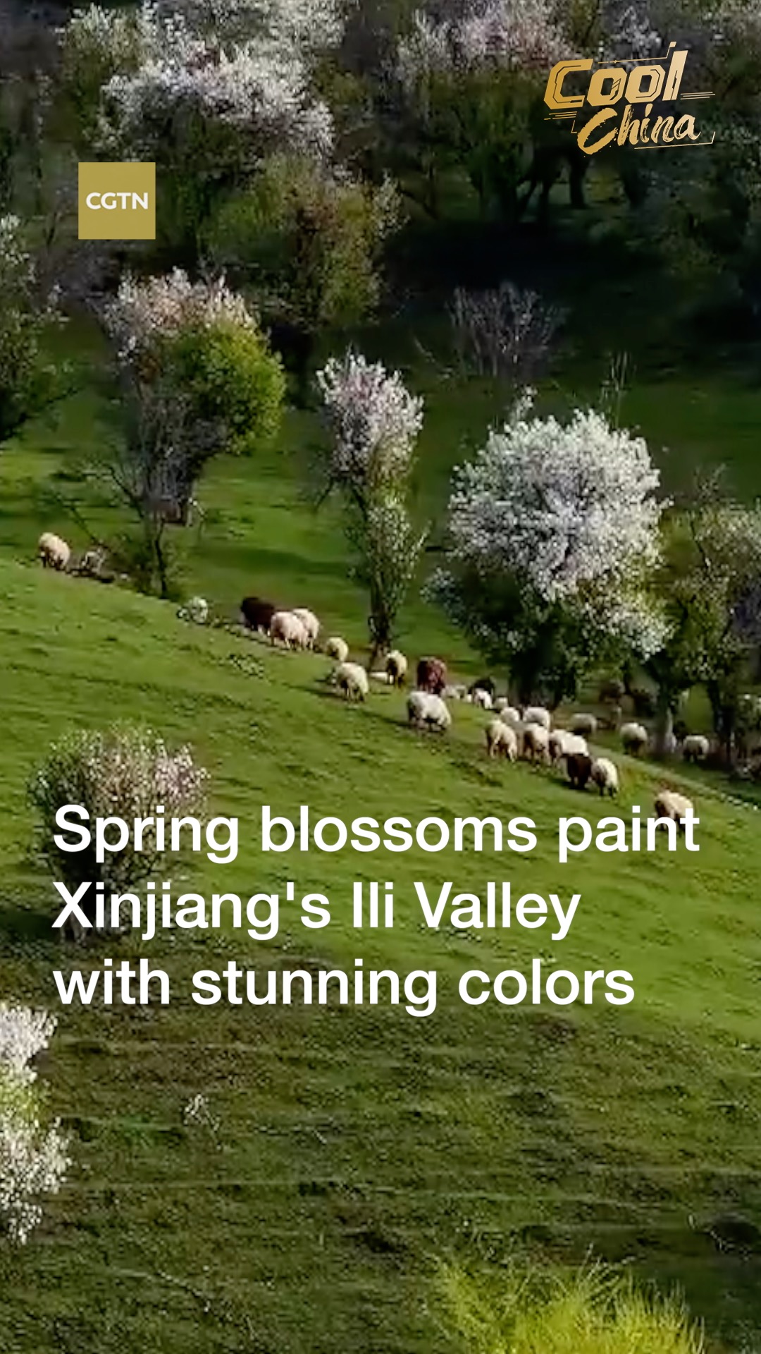 Spring blossoms paint Xinjiang's Ili Valley with stunning colors