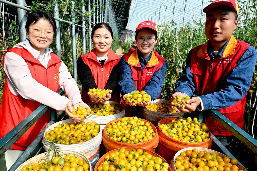Young township officials assist local farmers in harvesting fruit tomatoes in Ruji Town, Bozhou City, eastern China's Anhui Province, April 7, 2026. /CFP