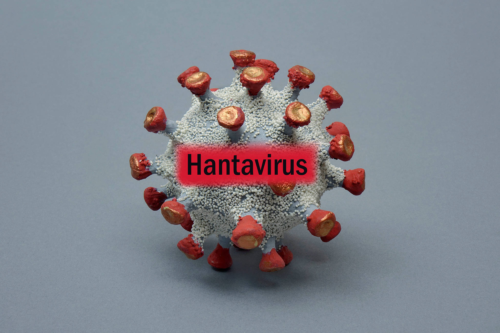 A hantavirus model produced by scientists in Brandenburg, Germany, March 25, 2026. /VCG