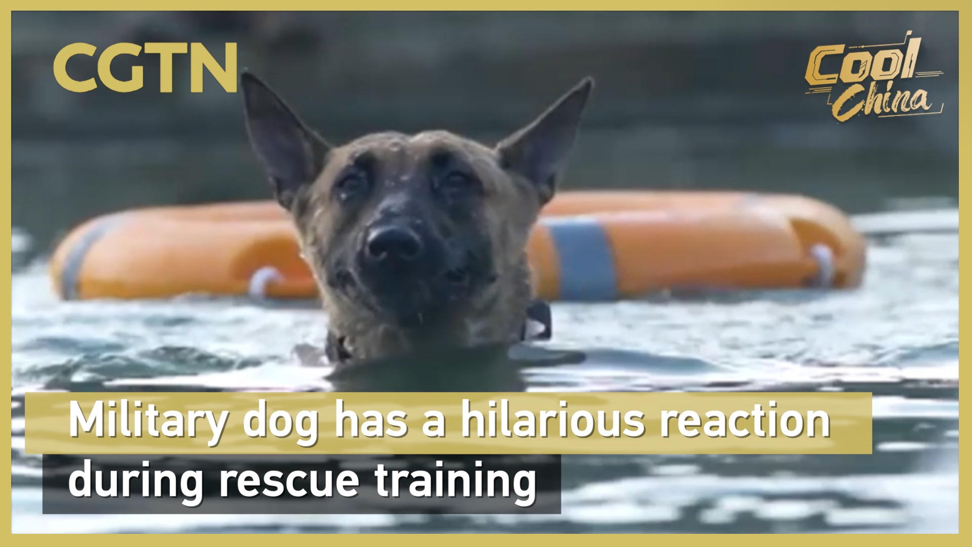 Military dog has a hilarious reaction during rescue training
