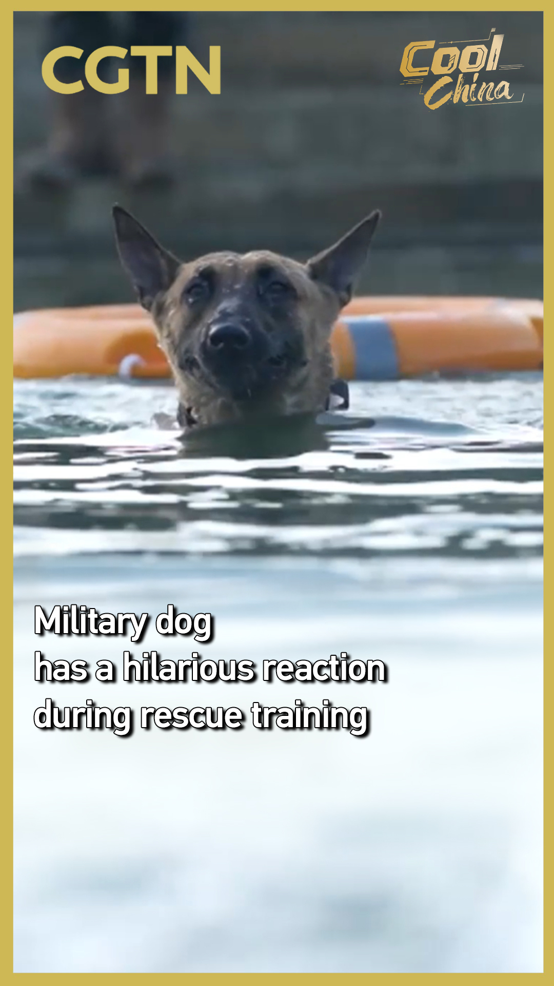 Military dog has a hilarious reaction during rescue training