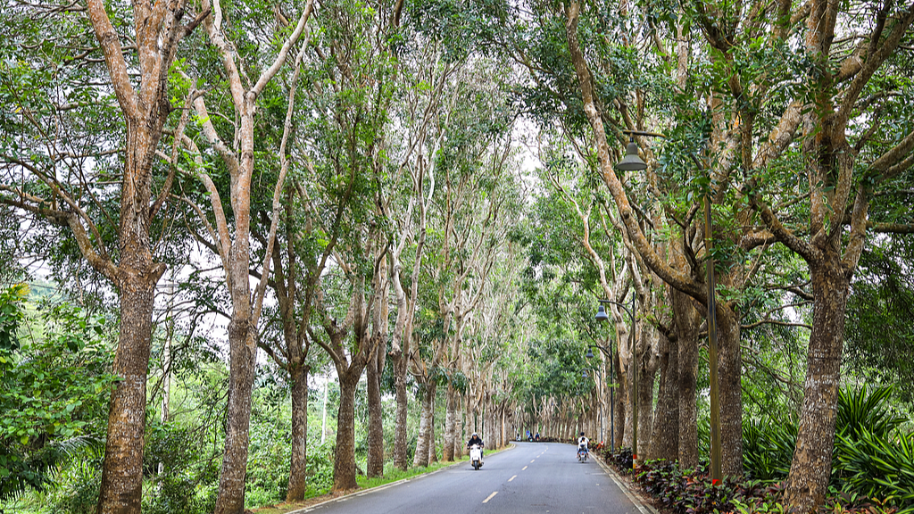 Eucalyptus trees weave a natural green tunnel in Wanning, south China's Hainan Province, December 20, 2025. /VCG