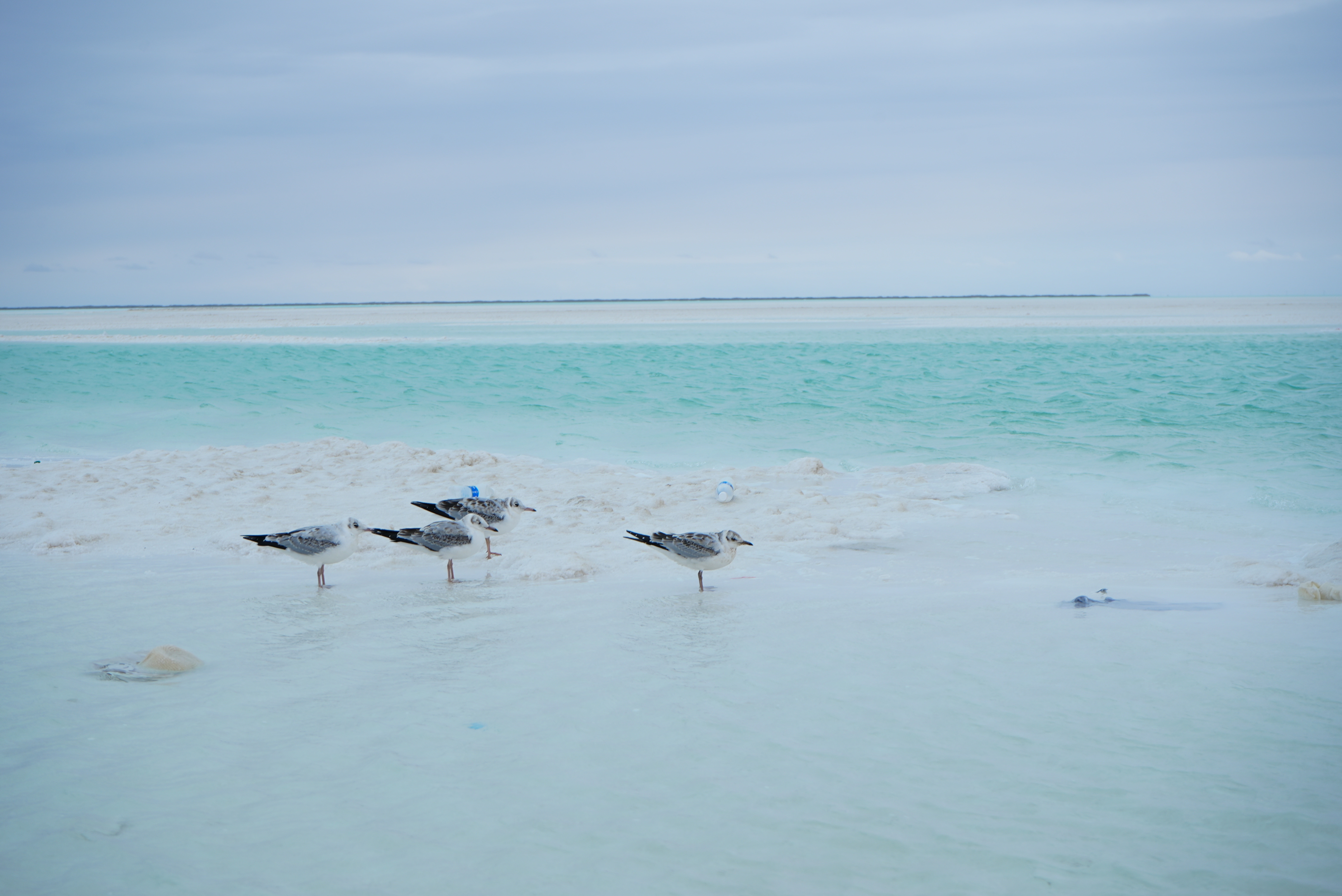Gulls stand in Dongtai Jinai'er Lake, Haixi Mongolian and Tibetan Autonomous Prefecture, China. Chen Hongyu/CGTN