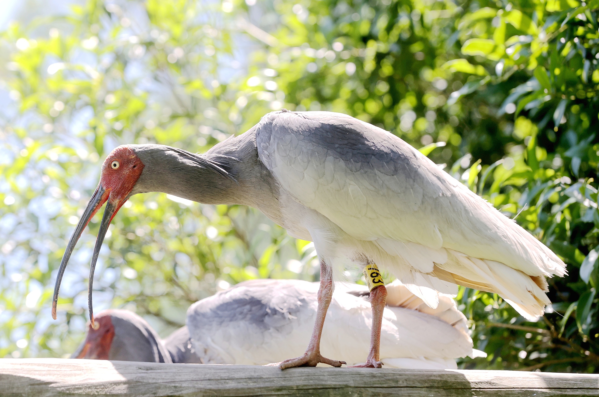 Crested ibises at the Xiazhu Lake crested ibis breeding center in Deqing County, Zhejiang Province, east China, May 5, 2026. /VCG