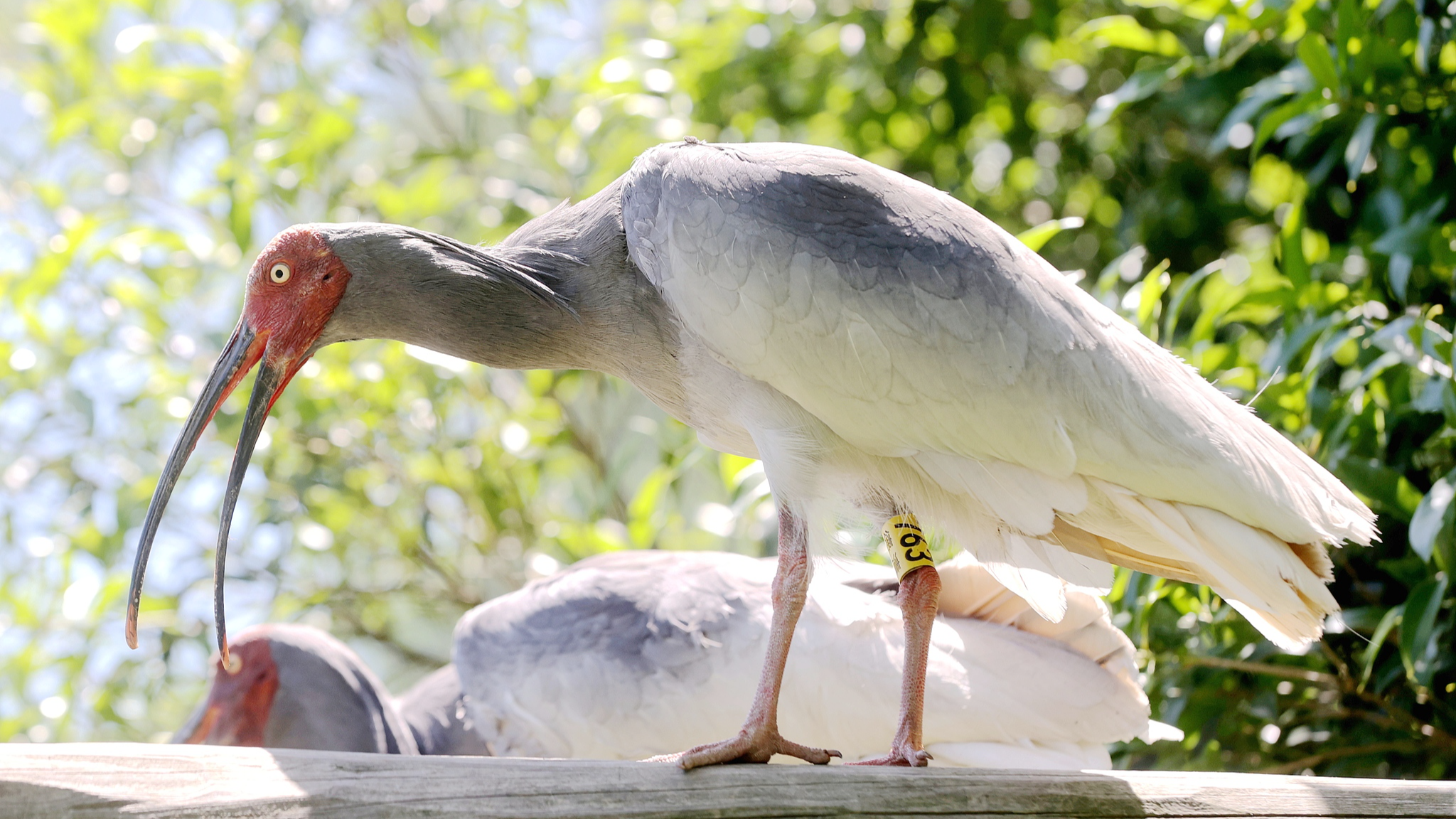 Crested ibis population in China's Zhejiang tops 1,000