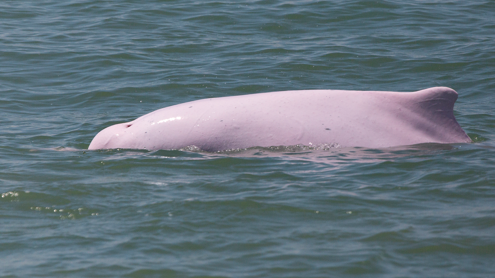 Rare pink Chinese white dolphin spotted off Guangdong coast