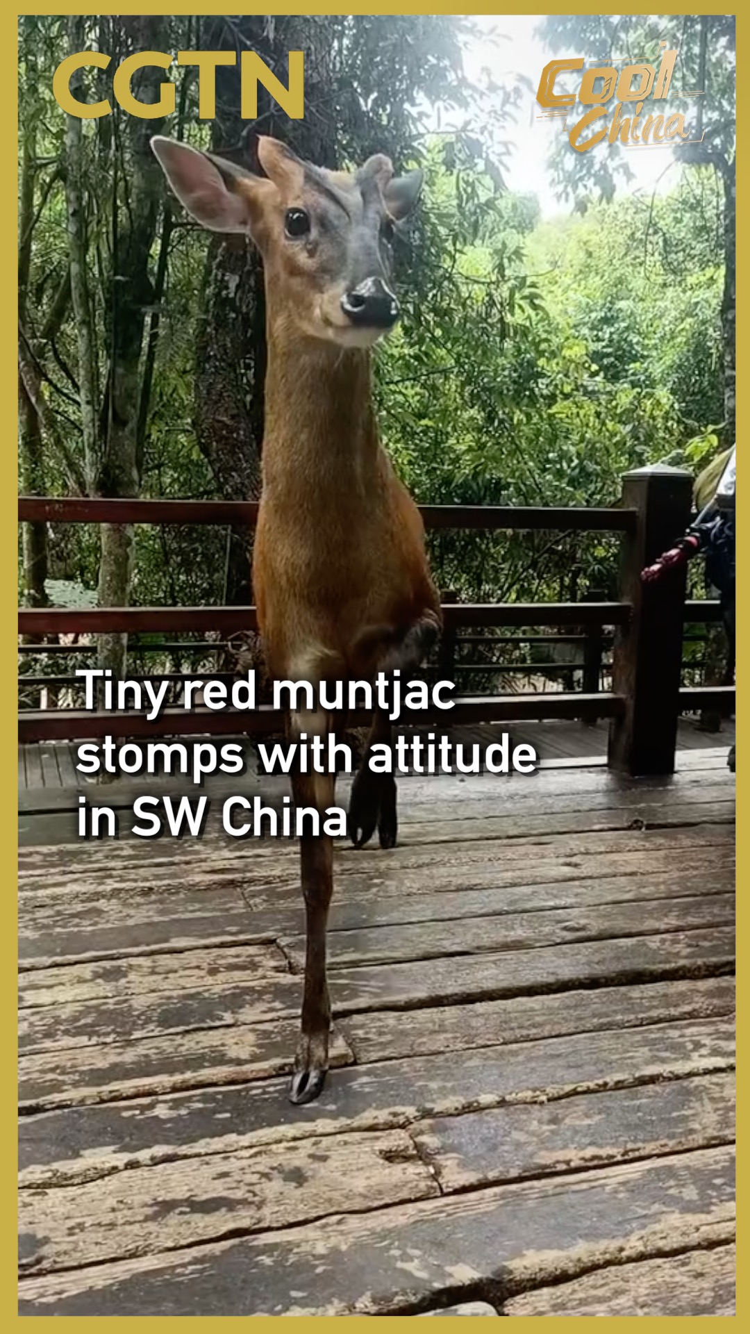 Adorable red deer stomps with attitude in SW China