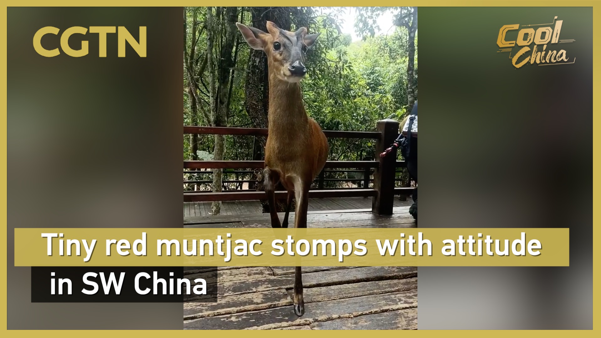 Adorable red deer stomps with attitude in SW China