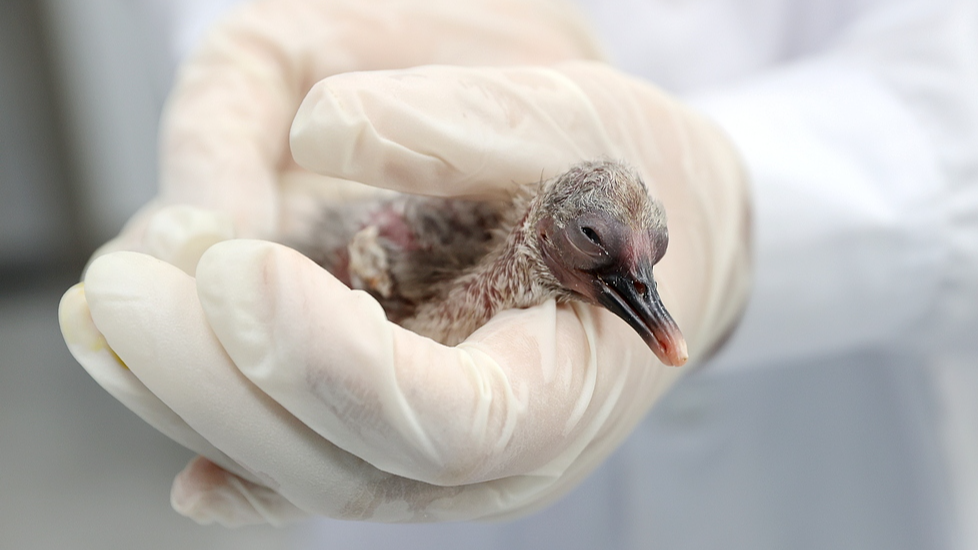 Staff at the breeding center hold a newborn crested ibis chick in their hand in Huzhou, Zhejiang Province. May 6, 2026. /VCG