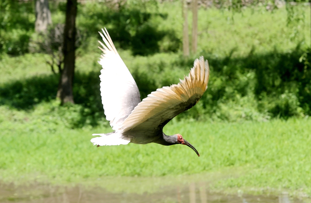 A crested ibis is seen at a breeding center in Deqing County in Huzhou, Zhejiang Province on May 6, 2026. /VCG