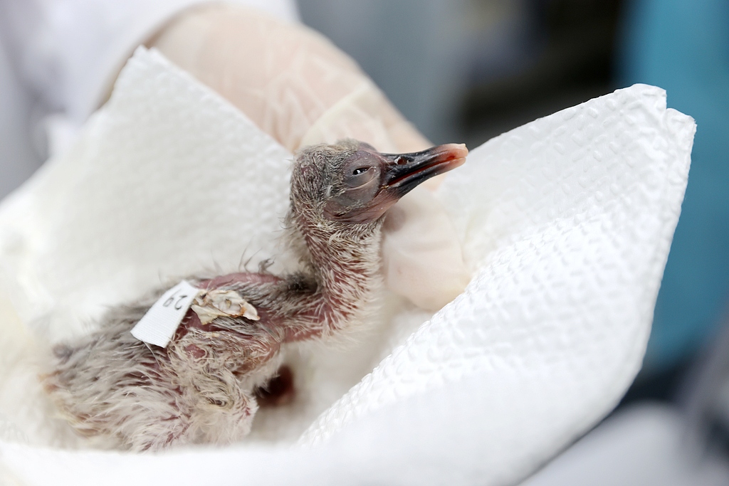 The 29th crested ibis chick of the year hatched at a breeding center in Deqing County in Huzhou, Zhejiang Province. May 6, 2026. /VCG