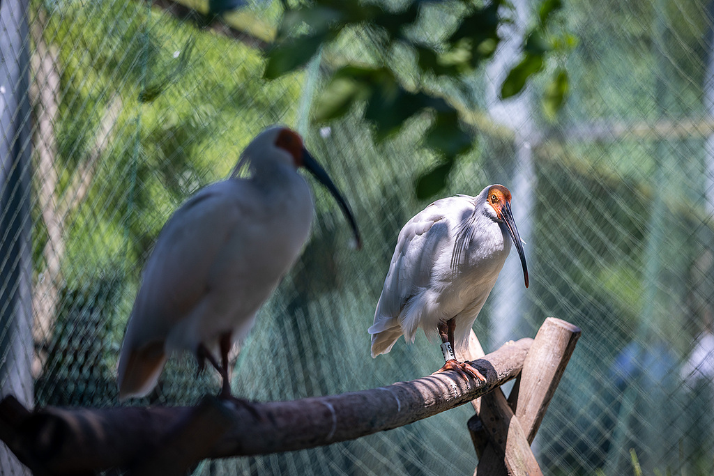 Crested ibises are seen at a breeding center in Deqing County in Huzhou, Zhejiang Province. May 6, 2026. /VCG