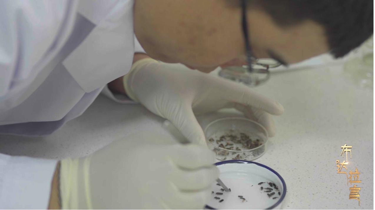 Staff of the pest control office examine and analyze pest samples in a laboratory at the Potala Palace in Lhasa, China's Xizang Autonomous Region. /CGTN