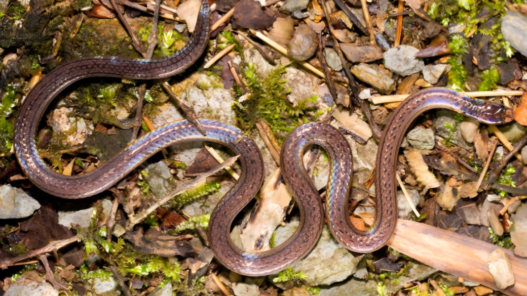'Two-headed' snake species discovered in South China